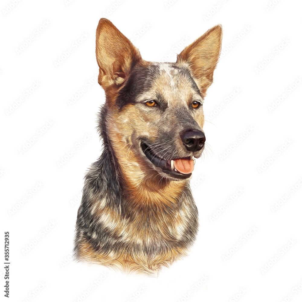 Australian Cattle dog. Illustration of a handsome multicolored puppy isolated on white background. Hand drawn Portrait of a cute dog. Animal art collection. Design template. Good for T shirt, pillow