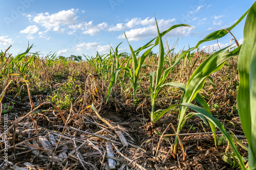фотографія Ground level row of field corn growing in a field planted with no tillage with cover crop residue between the rows and a blue sky with clouds