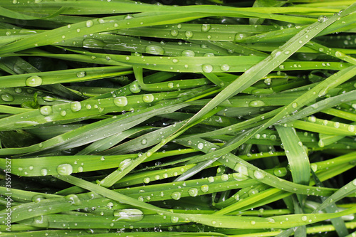 Grass with dew texture