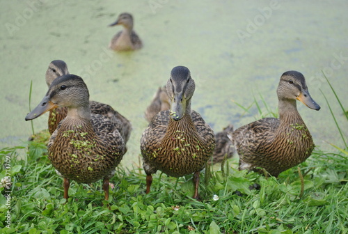duck and ducklings