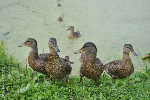 duck and ducklings