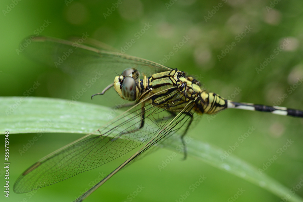dragonfly on leaf grass dragonfly on leaf grass