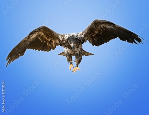 Eagle. © BillionPhotos.com