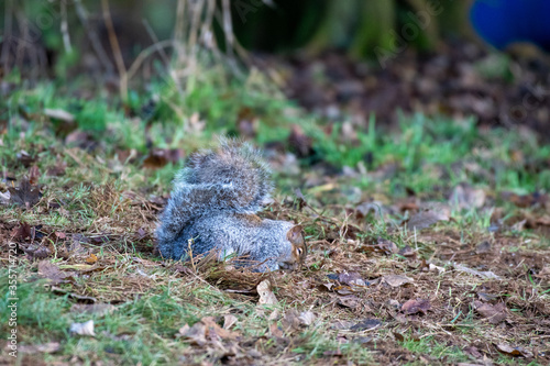 Grey squirrel (Sciurus carolinensis) eating nuts on the ground on a winter day in England