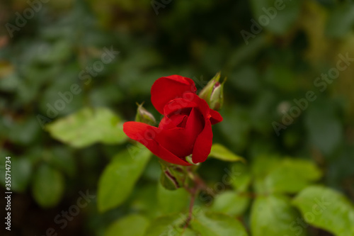  wild red rose in a park in the Czech Republic
