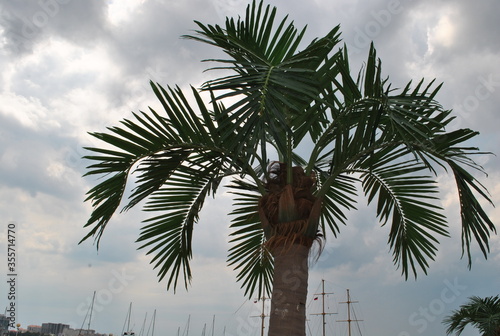 palm tree and blue sky