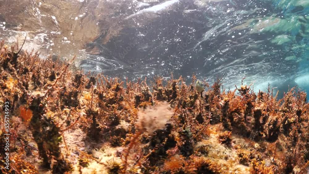 Underwater landscape with brown algae and moving with waves ocean scenery oxygen supplier