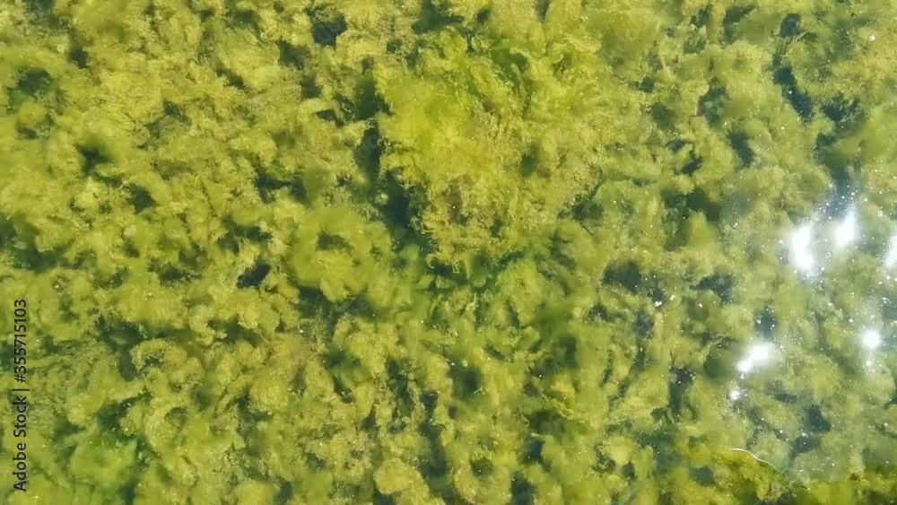 A beautiful reflection on the surface of a lake with clear water and green algae at the bottom. The play of sunlight on the surface of the water. A beautiful reflection on the surface of a lake with clear water and green algae at the bottom. The play of sunlight on the surface of the water.