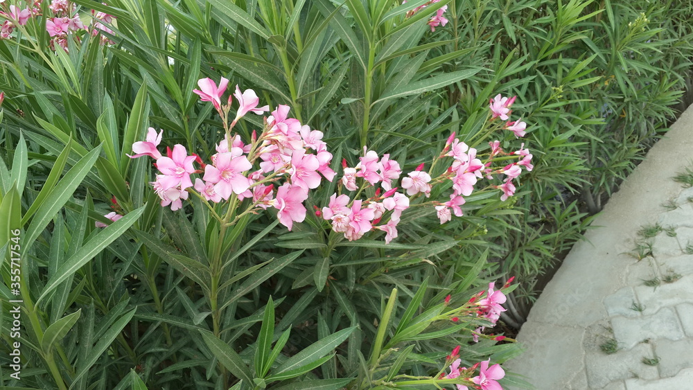 Pink Coloured Flowers with Green Leaves