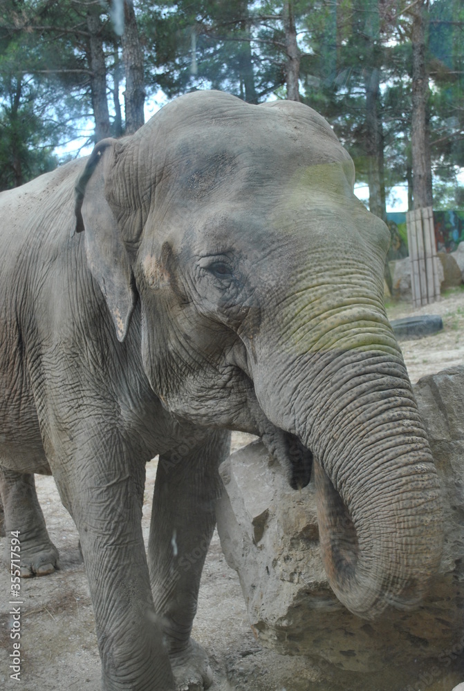 Fototapeta premium elephant in zoo