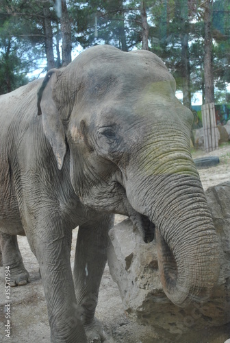 elephant in zoo