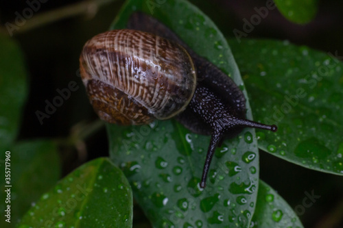 An ordinary earthen garden snail crawls on green leaves after rain, a European snail known as Cornu Aspersum. Macro close up