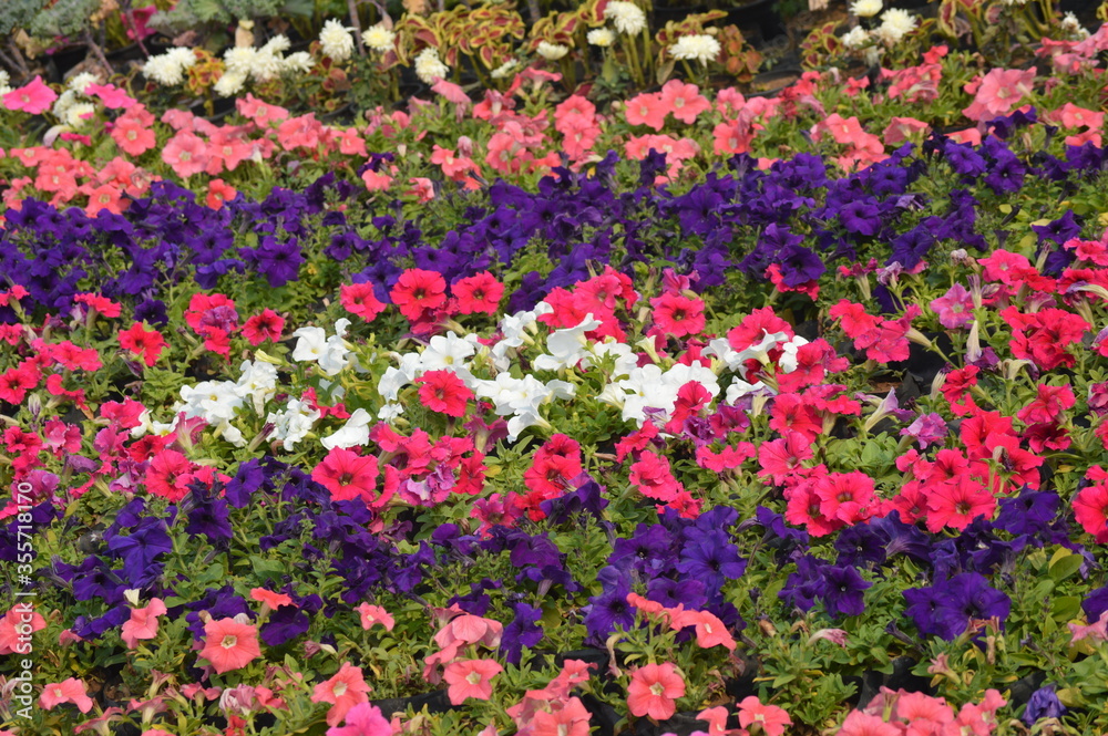 Multi Coloured Flowers
