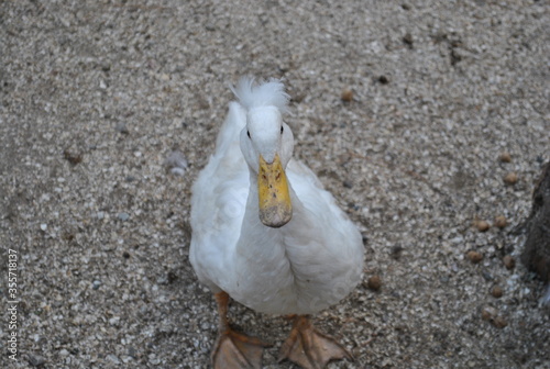 duck on the beach