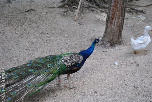 peacock with feathers