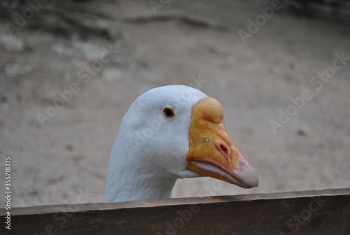 portrait of a goose