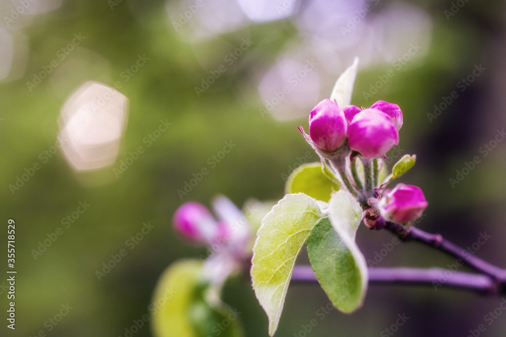 Blossom cherry tree branch with fresh leafs and beautiful pink buds, seasonal spring background