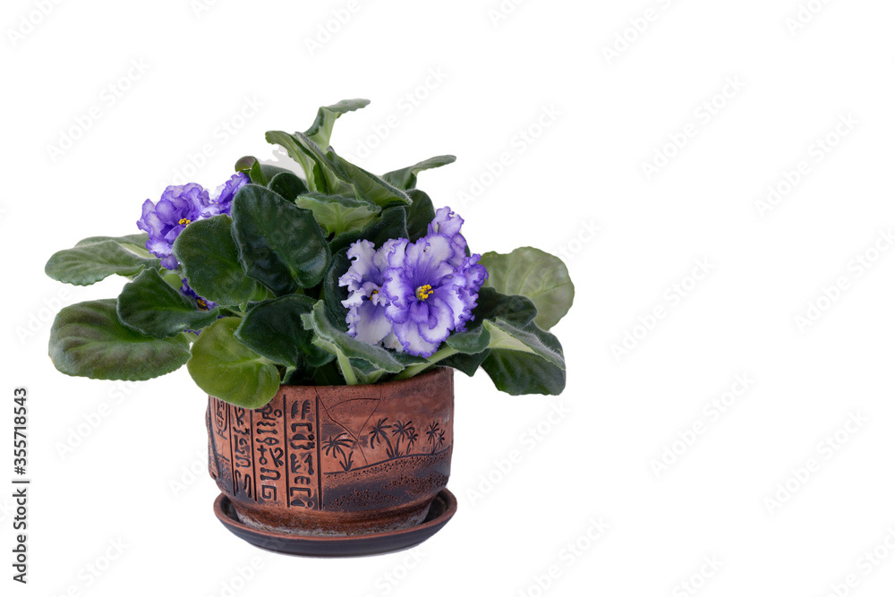 Naklejka premium Lush purple violets in a pot. Isolate on white background with copy space. Close-up.