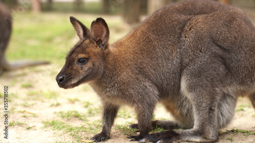 Young Kangaroo on east coast © witthaya