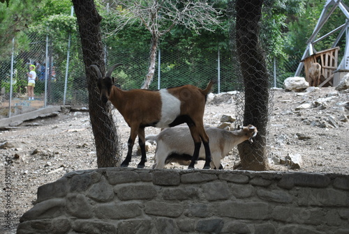 goat in the zoo