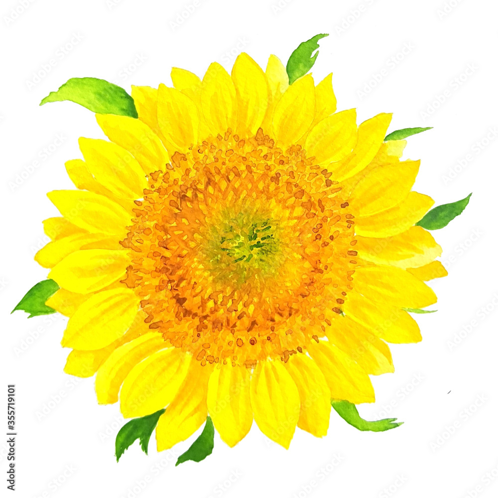Fototapeta premium sunflower on white background