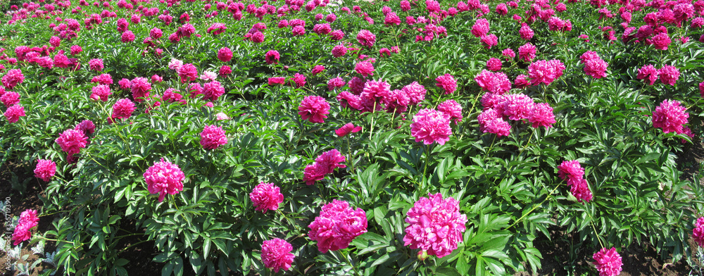 Fototapeta premium Pink flowers peonies on a sunny day - flowers background. Beautiful bright colorful spring floral pattern with backlit by sunlight in the garden on a sunny day.