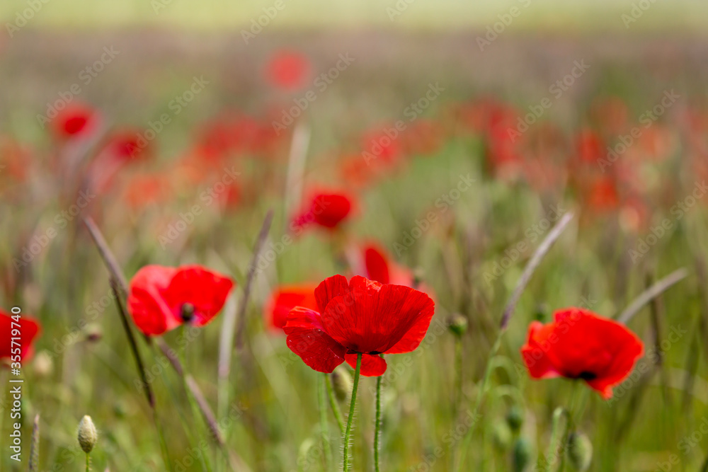 Vibrant Poppies in the Summer Sunshine