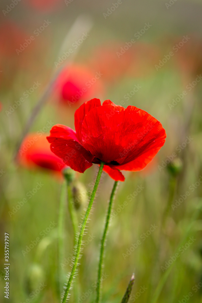 Vibrant Poppies in the Summer Sunshine Vibrant Poppies in the Summer Sunshine