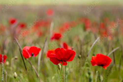 Vibrant Poppies in the Summer Sunshine © lemanieh