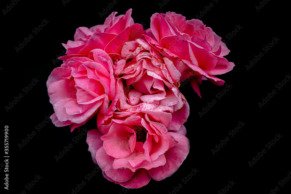 Naklejka premium pink roses, macro photography