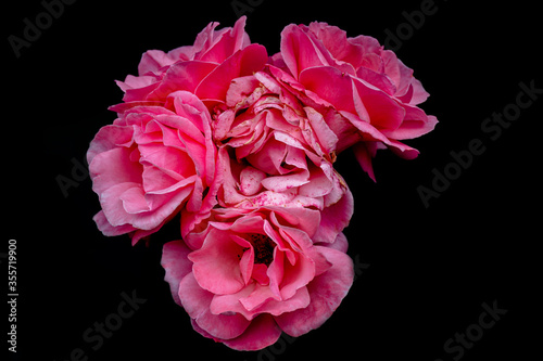 pink roses, macro photography