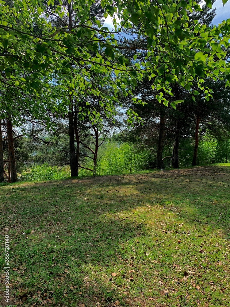 Spring landscape. A lawn in the shade of trees.