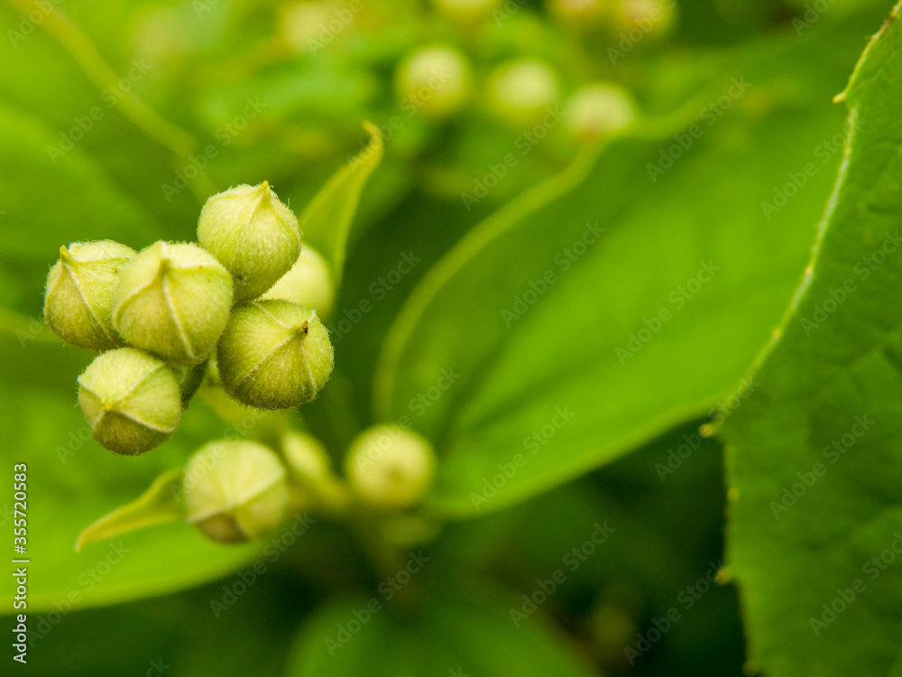 Unopened, closed flower buds of Jasmine in the evening in the garden. Close-up, narrow focus. Unopened, closed flower buds of Jasmine in the evening in the garden. Close-up, narrow focus.