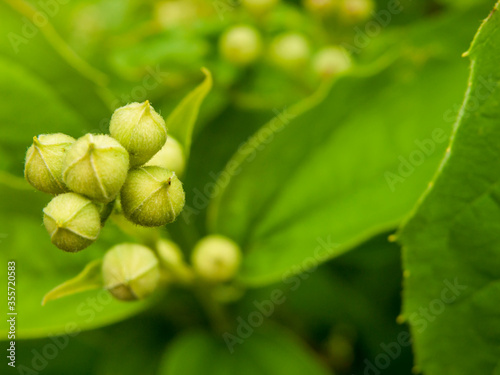 Unopened, closed flower buds of Jasmine in the evening in the garden. Close-up, narrow focus. photo