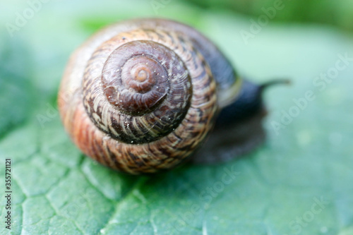 Large snail on a leaf macro view