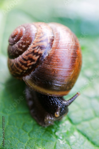 Large snail on a leaf macro view