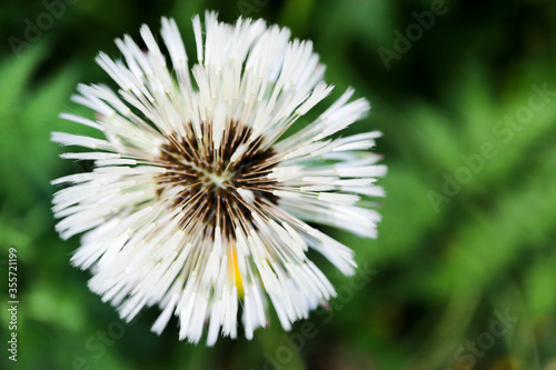 wet white dandelion flower with seeds after the rain closeup