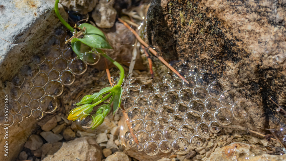 Bulles d'eau à la surface d'une rivière Water bubbles on the surface of a river Photos Adobe