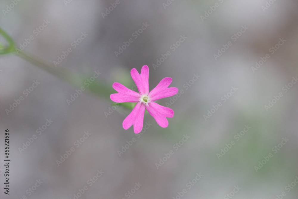 Flor de cinco petalos aislada con fondo desenfocado Flor de cinco petalos aislada con fondo desenfocado