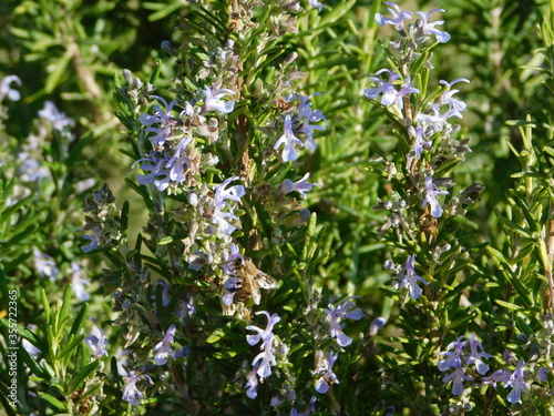 Rosemary plant or Rosmarinus officinalis.A wild herb with fragrant leaves and blue flowers, found in the Mediterranean, and a honey bee, in Attica, Greece