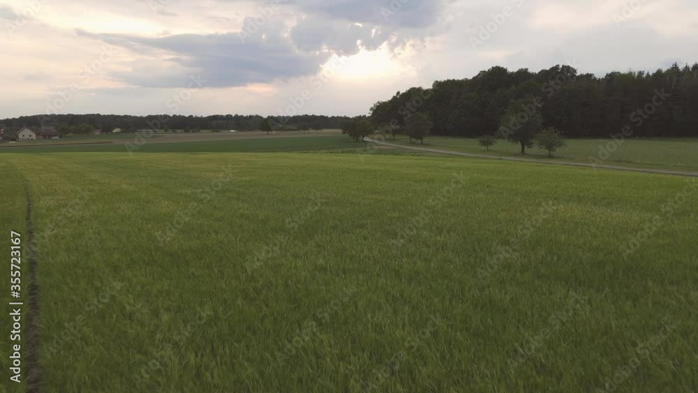 Weizenfeld und Ackerbau mit Getreide ökologisch Weizenfeld und Ackerbau mit Getreide ökologisch