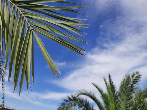 leafs of palm tree in sahara desert of Algeria