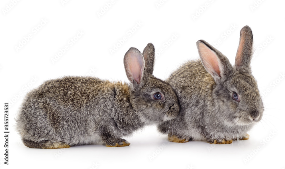 Fototapeta premium Gray rabbits isolated.