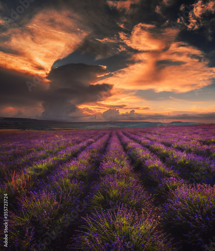 Boundless lavender field with amazing clouds in the rays of the setting sun. Lavandula angustifolia, blooming violet fragrant lavender at golden sunset. Magical summer evening alone with nature.