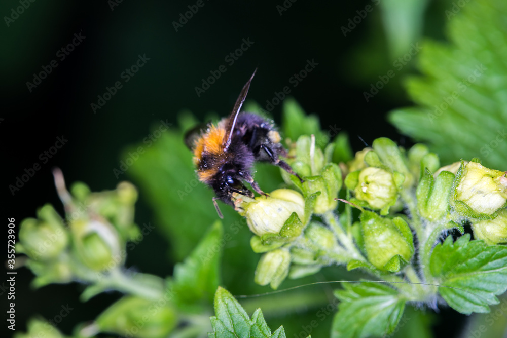Bumblebee bee macro shot close up on a green flowers collecting nectar in Amstel garden Bumblebee bee macro shot close up on a green flowers collecting nectar in Amstel garden