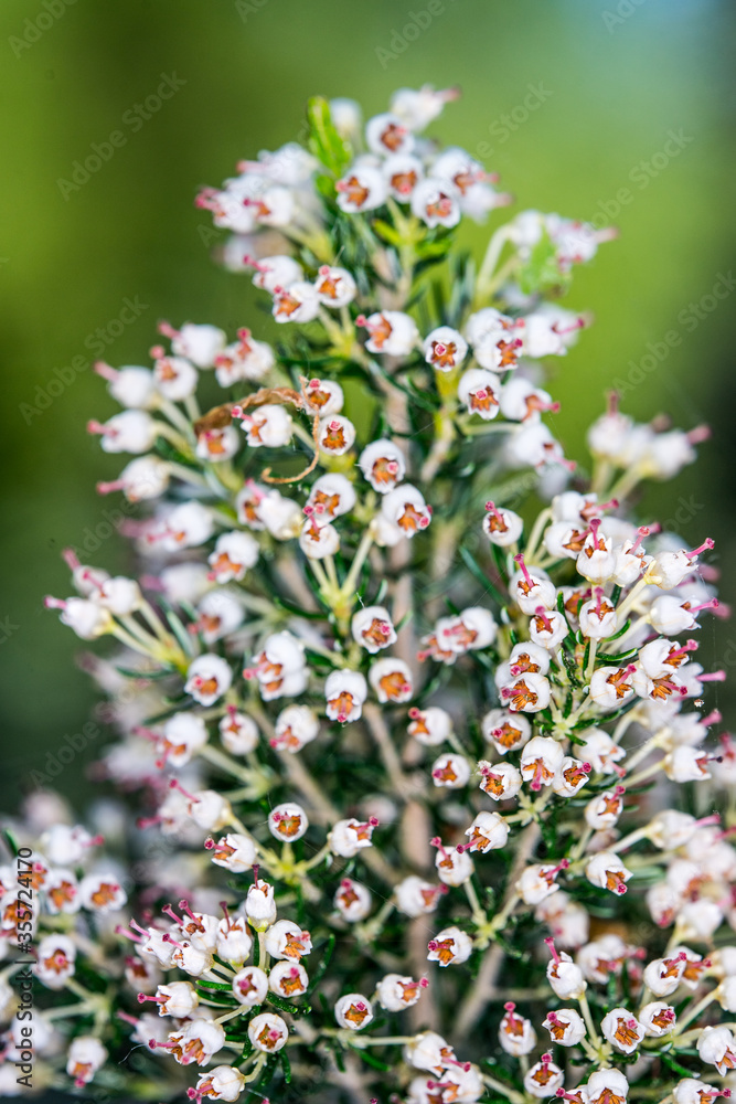 Many tiny flowers on branch against blue sky macro shot with vibrant colors. Unusual flower in botanic garden in Amsterdam Amstel park Many tiny flowers on branch against blue sky macro shot with vibrant colors. Unusual flower in botanic garden in Amsterdam Amstel park
