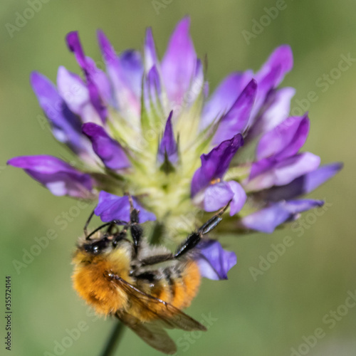 Bee on flower - bourdon sur une fleur