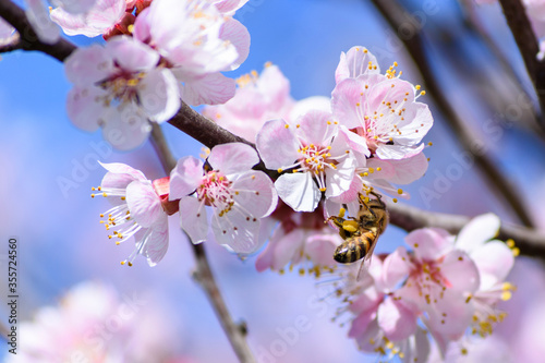 A bee enjoying the nectar on a flower apricot tree.