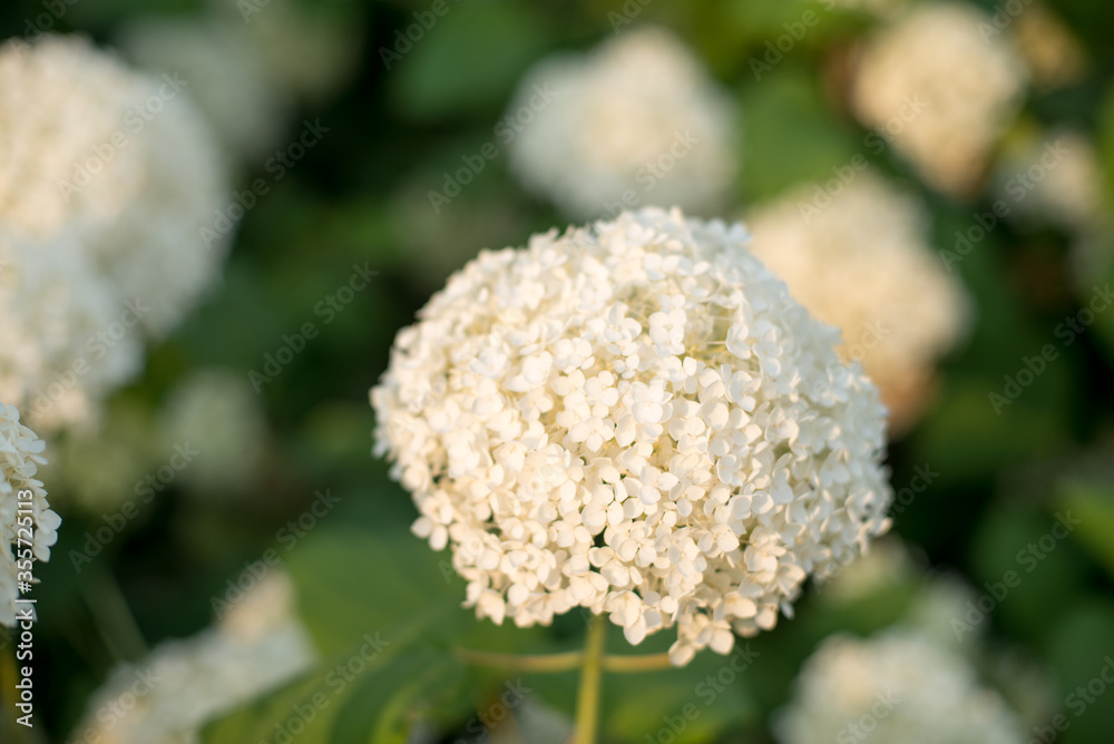 blooming white hydrangea on a green background blooming white hydrangea on a green background