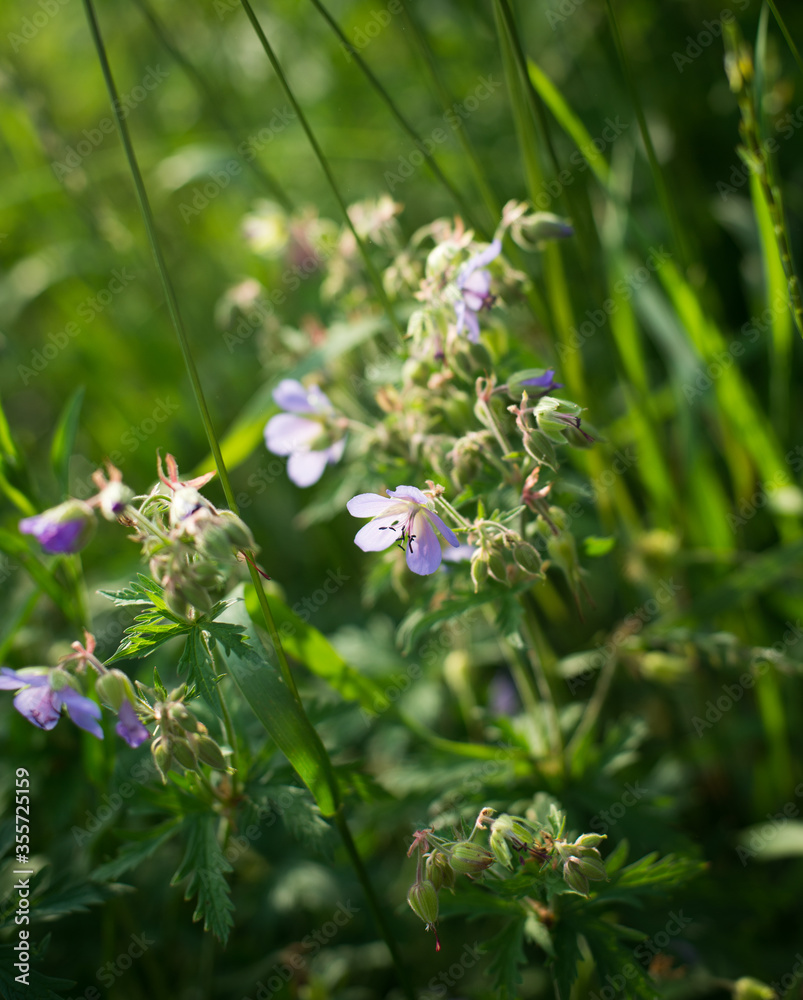 blue flowers on a green background blue flowers on a green background